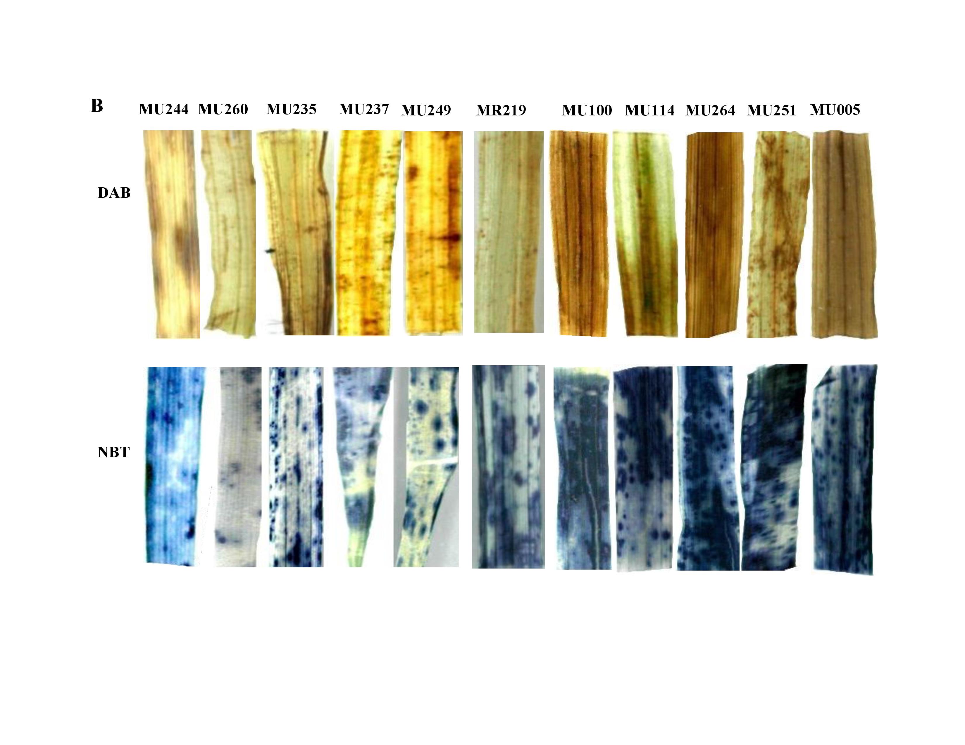 Research publication